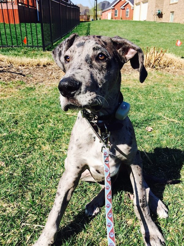 Invisible Dog Fences at Work Unseen Fencing of Kentucky