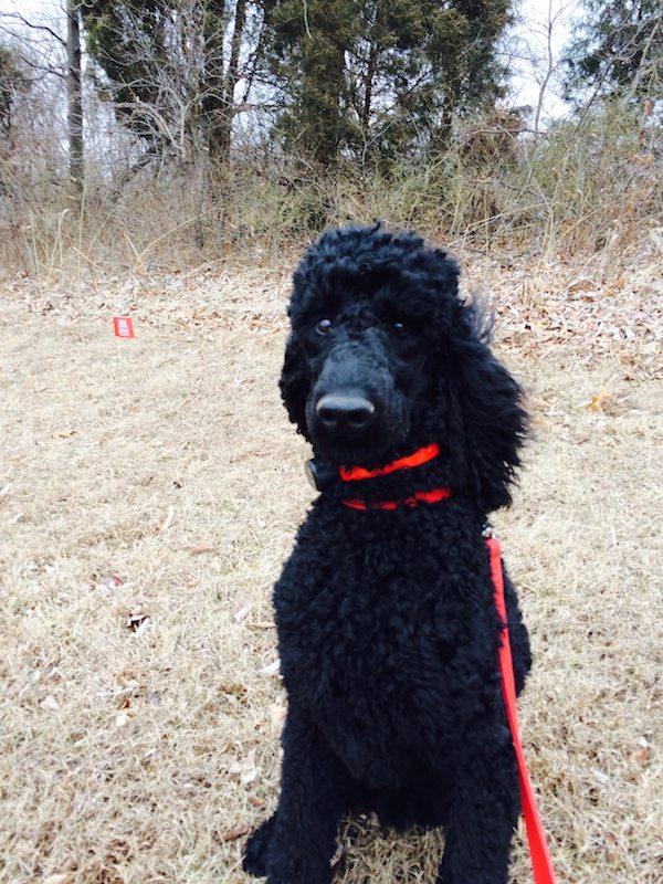 Invisible Dog Fences at Work Unseen Fencing of Kentucky