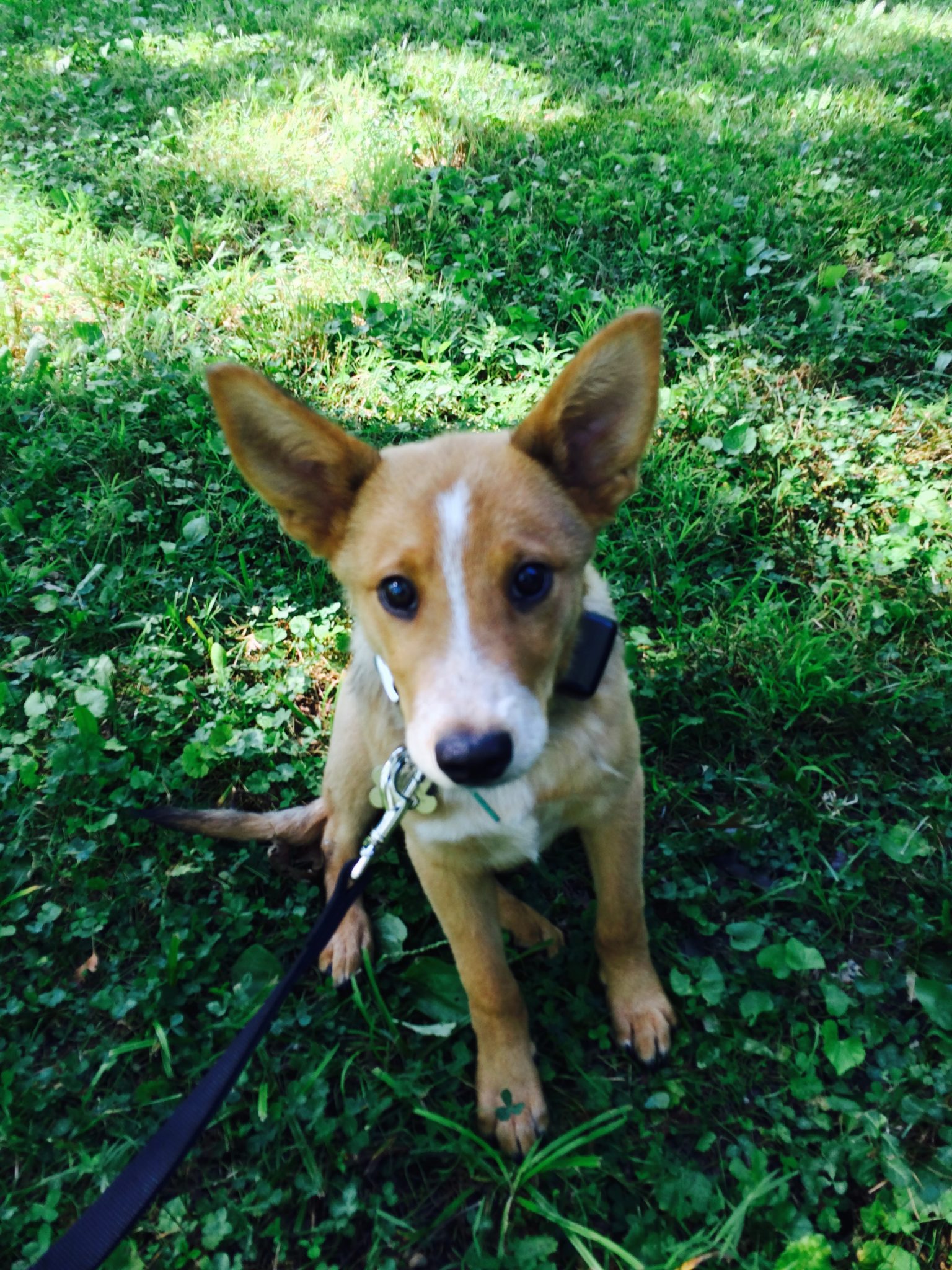 New Underground Dog Fence Customer in Anchorage, Kentucky Unseen Fencing of Kentucky