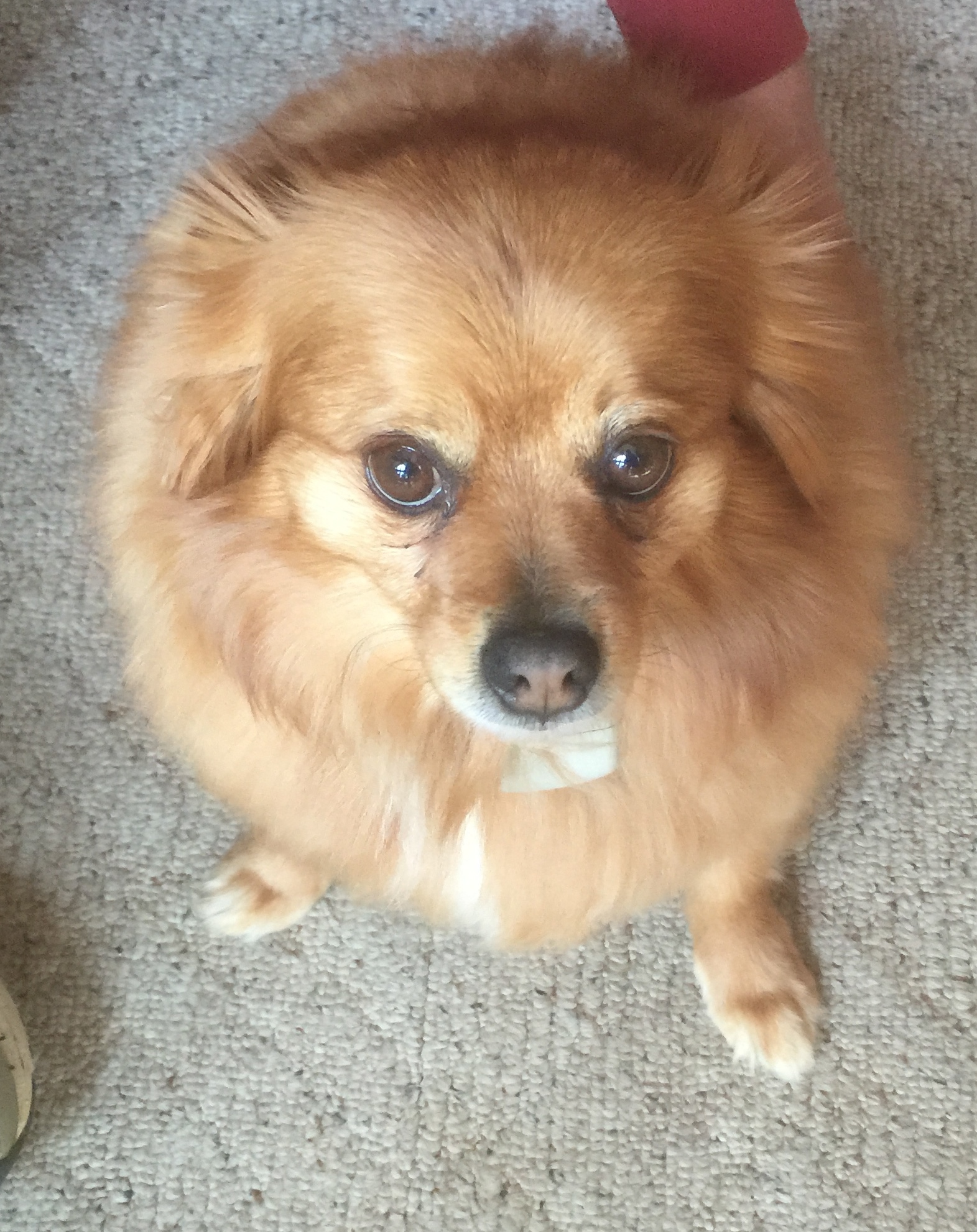 Customer had another Brand of Underground Pet Fence Unseen Fencing of