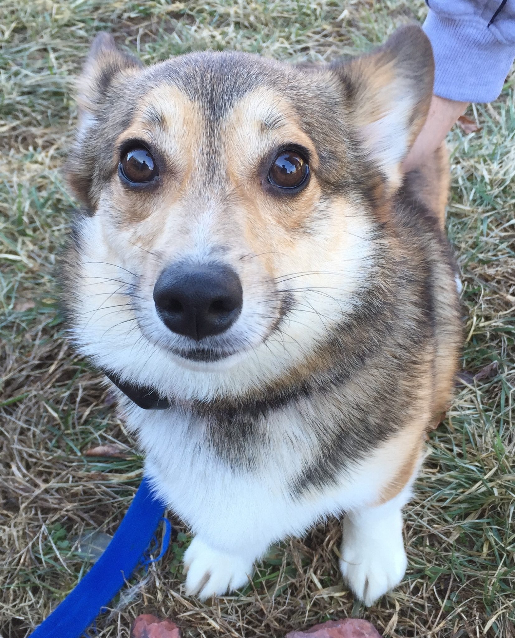 Ellie and Siba of Elizabethtown, KY have a new Under Ground Pet Fence