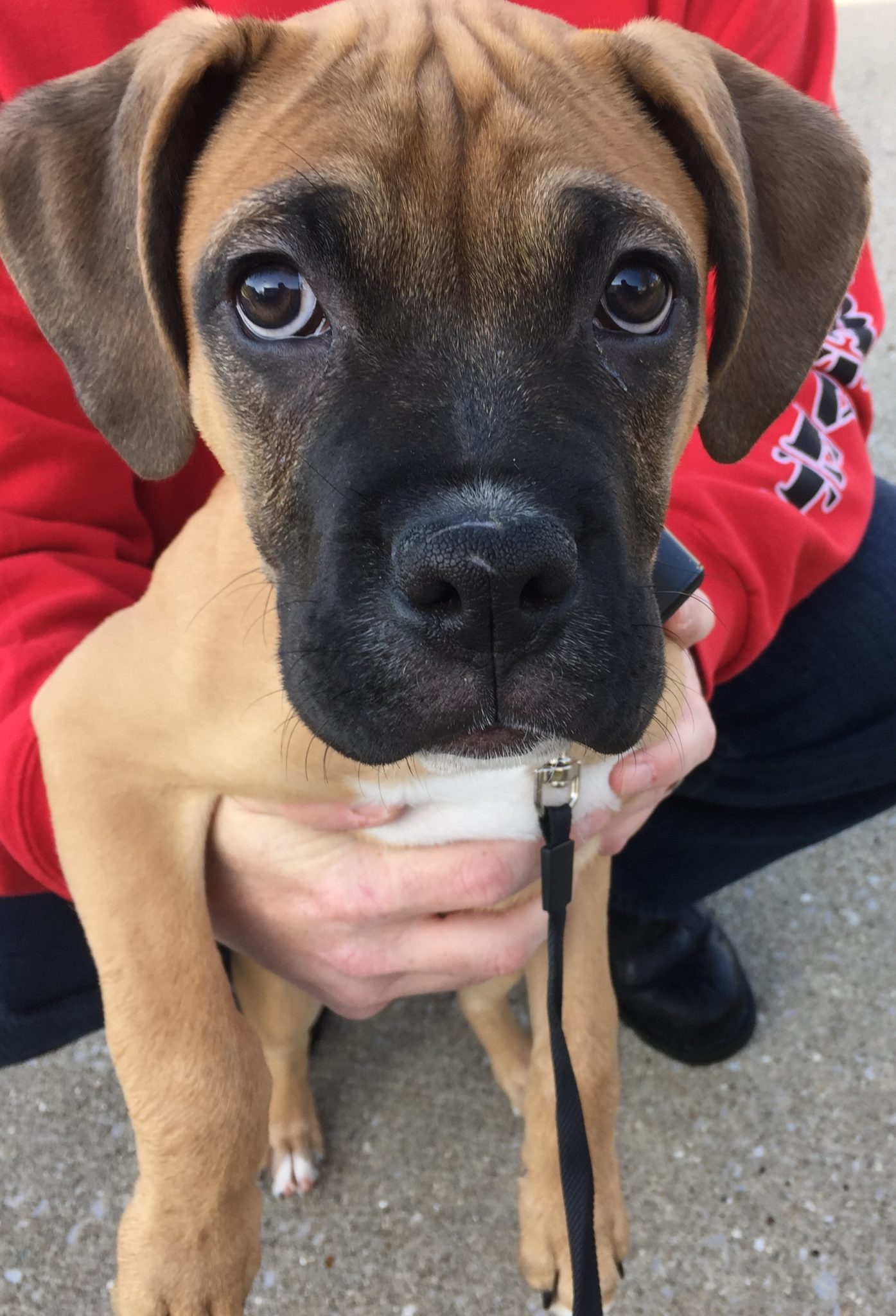 Radcliff, KY couple with 3 Boxers have new Underground Pet ...