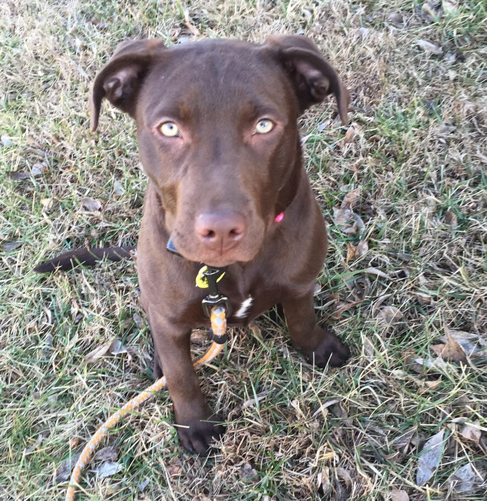Reese of Cecilia, KY get a new Underground dog fence Unseen Fencing of Kentucky