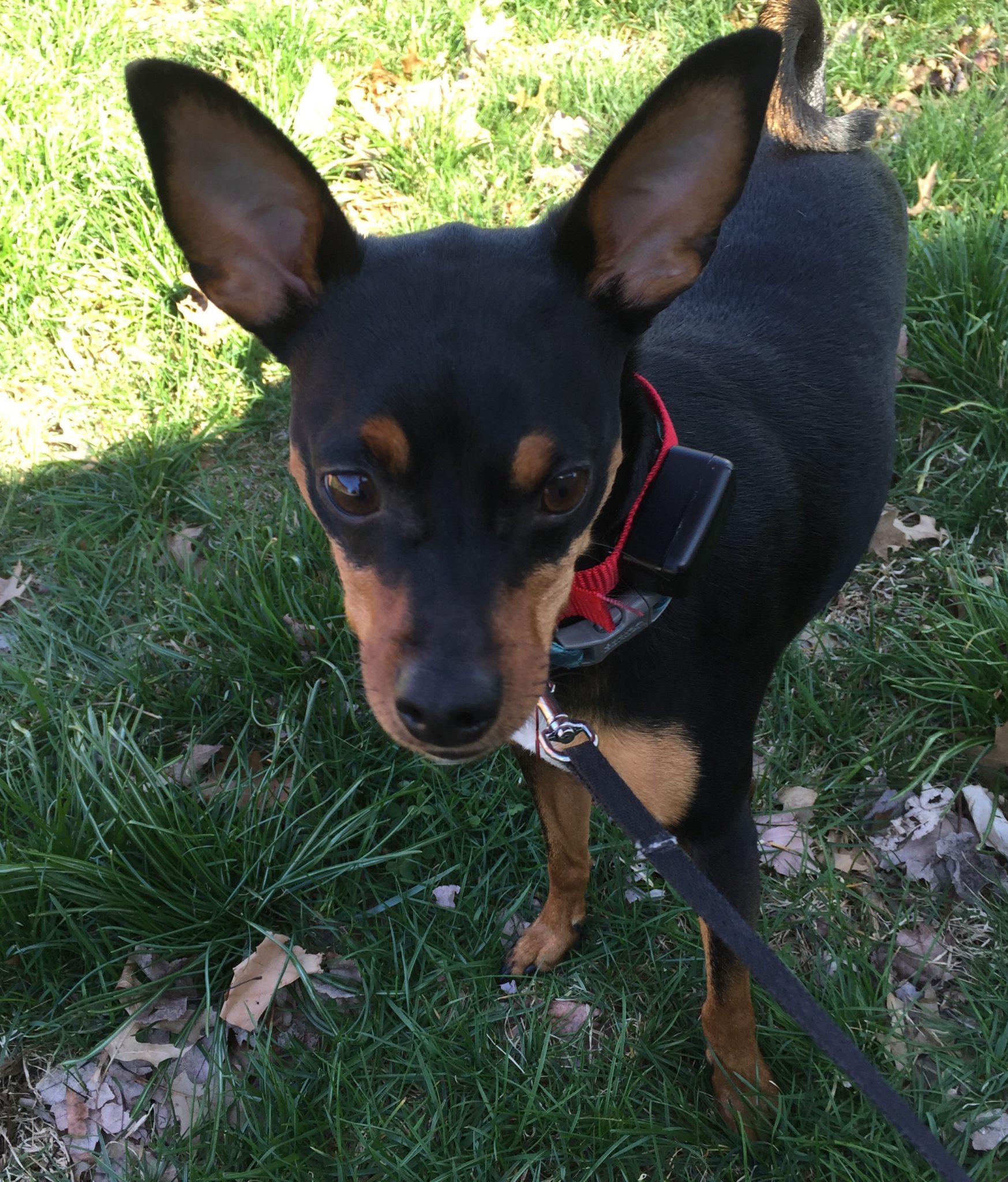 New Underground Electric Pet fence for Rookie Louisville, KY Unseen Fencing of Kentucky
