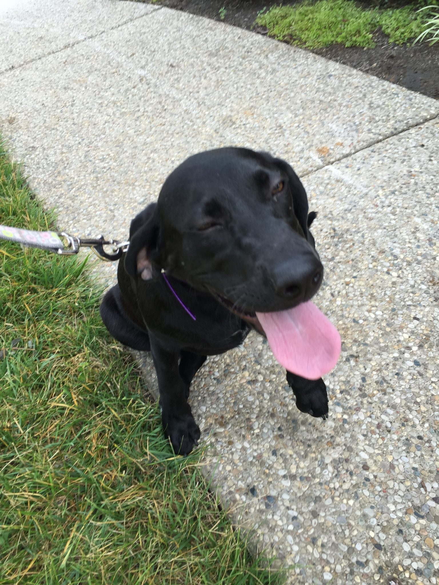 Delta of Prospect, KY loves his new Electric Underground pet Fence