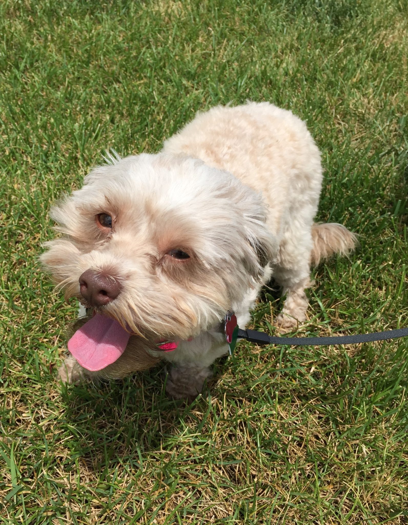 Maggie of Prospect, KY has a new Electric Underground Dog Fence Unseen Fencing of Kentucky