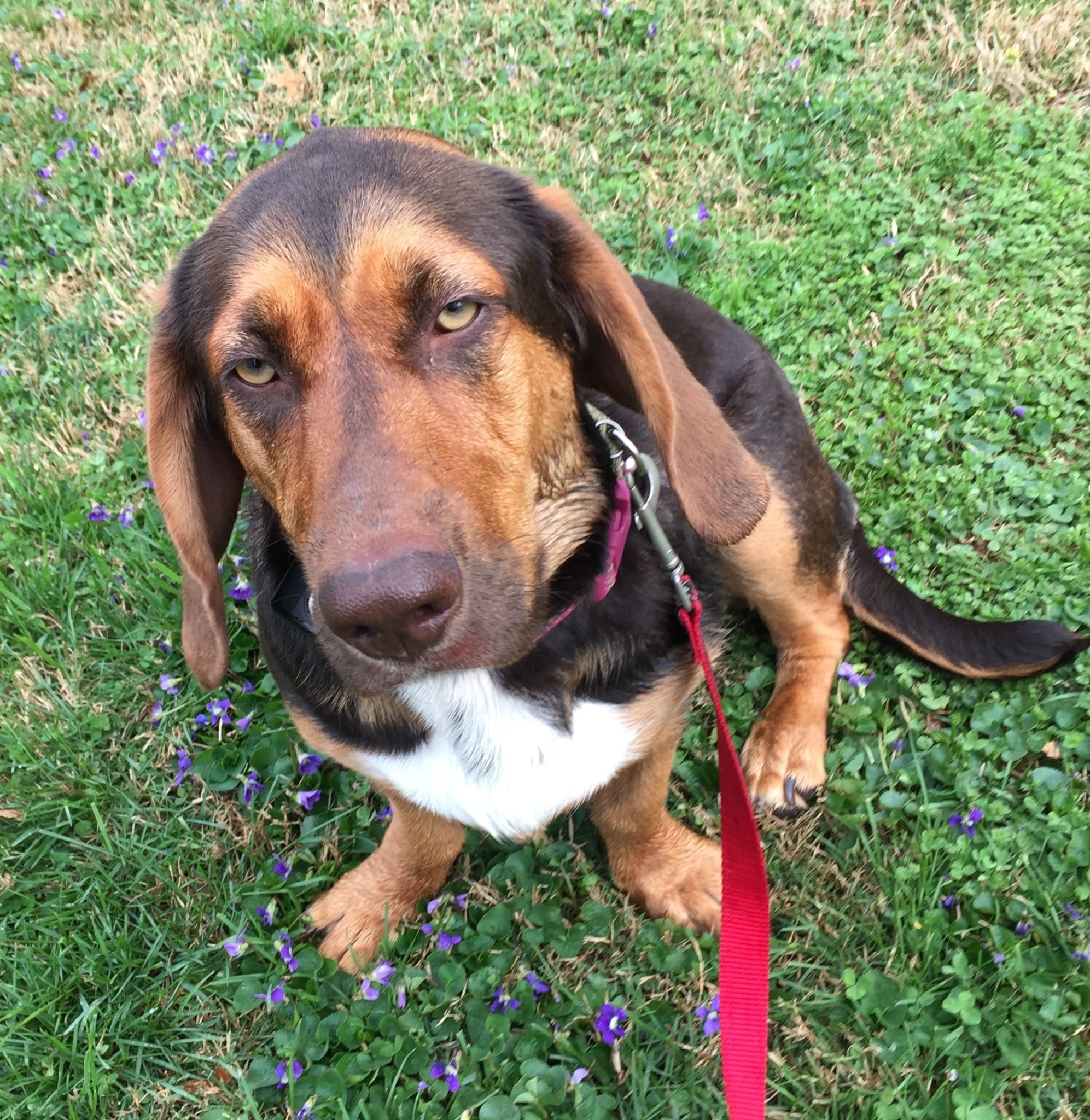 Penny of Bardstown, KY is enjoying her Underground Pet Fence Unseen Fencing of Kentucky