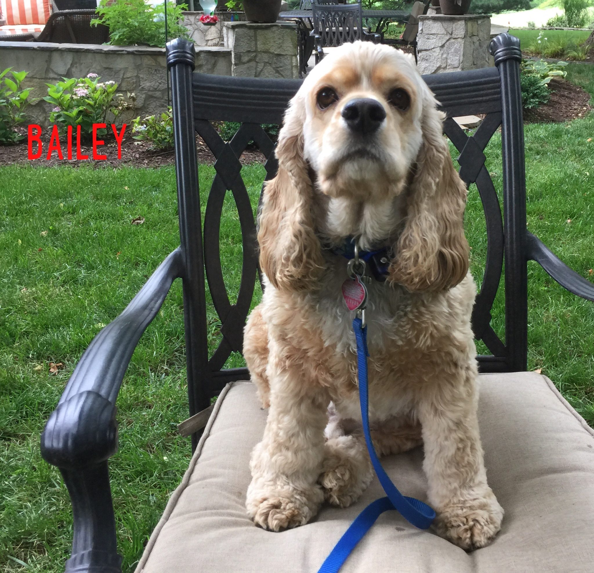 We Bailey of Bardstown, KY with His Pet Stop EcoLite HO collar