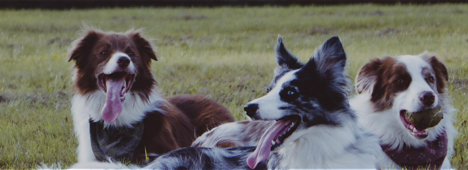 Invisible Dog Fences at Work Unseen Fencing of Kentucky